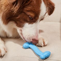 Жевательная игрушка для домашних животных в форме кости Shein