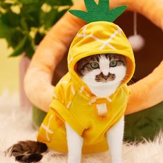Клетка Костюмы для домашних животных Shein