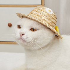 Шляпа Головной убор для домашних животных Shein