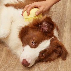 Одноцветный Аксессуары для душа и ванны домашних животных Shein