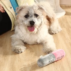 1шт двухцветная звуковая игрушка для домашних животных Shein