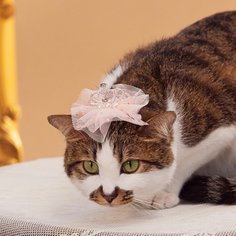 Головной убор для домашних животных Shein