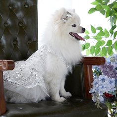 с вышивкой Платья для домашних животных Shein