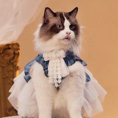Одноцветный Галстуки и бабочки для домашних животных Shein