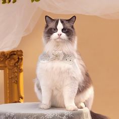 Одноцветный Галстуки и бабочки для домашних животных Shein