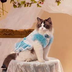Одноцветный Платья для домашних животных Shein