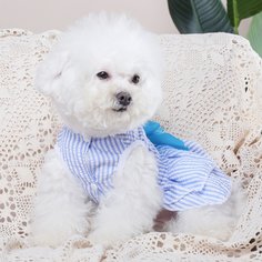 Полосатый Платья для домашних животных Shein
