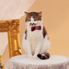 Бант для домашних животных со стразами Shein
