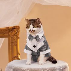 на пуговицах Одноцветный Пальто и куртки для домашних животных Shein