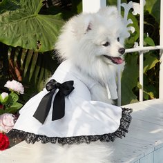 Одноцветный Платья для домашних животных Shein