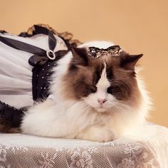 Зажимы для домашних животных Одноцветный Аксессуары для шерсти домашних животных Shein