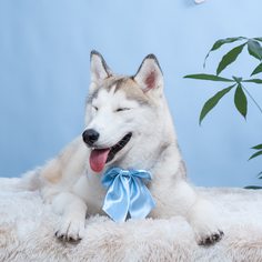 Одноцветный Галстуки и бабочки для домашних животных Shein