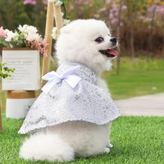 Одноцветный Платья для домашних животных Shein
