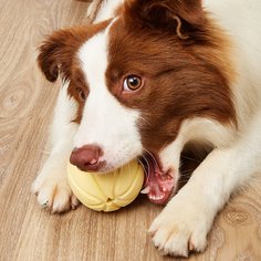 1шт звуковая игрушка для домашних животных в форме шара Shein