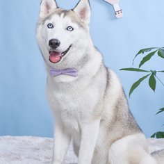 В горошек Галстуки и бабочки для домашних животных Shein