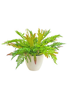 Папоротник и олений рог в керамическом кашпо, Gerard de ros