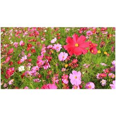 Фотообои Московская обойная фабрика Космея 6070-Л 370х200 см