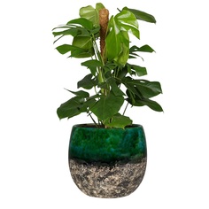 Кашпо Ter steege Lindy зелёно-чёрный д23х20 см