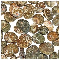 Ракушка для аквариума Пижон Aqua 1302303 коричневый/серый