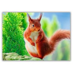 Магнит на холодильник большой - A4, Рыжая белка Drabs