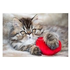 Рыжий кот картина по номерам "Котёнок с клубочком" 30х40 см (Х-9056)