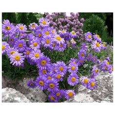 Цветной картина по номерам Лиловые ромашки 40х50 см (GX29786)