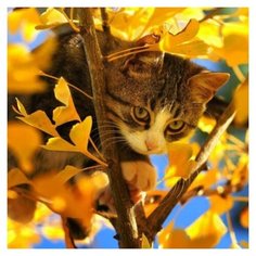 Алмазная мозаика Molly 30х30 см Кот на дереве