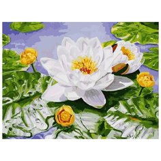 Картина по номерам Белоснежка "Нимфея озерная" Елены Самарской, 30x40 см
