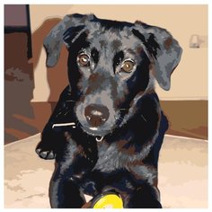 Черный пес Раскраска картина по номерам на холсте ETS213-4040 40х40