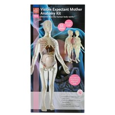 Анатомический набор EDU-TOYS (органы, скелет 56см, беременная жен.) MK064