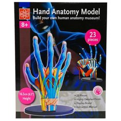 Анатомический набор (кисть) EDU-TOYS SK058