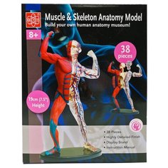 Анатомический набор (мышцы) EDU-TOYS SK056