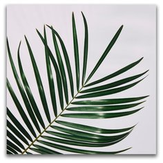 Картина на холсте LOFTime 30х30 ТРОПИЧЕСКОЕ РАСТЕНИЕ 1 К-034-3030