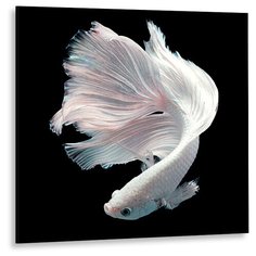 Картина на слекле GS 1093 Декоретто Art Стекло Белая рыбка петушок Decoretto