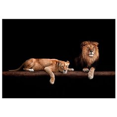 Картина на холсте 57x40 см "Лев и львица", ПринтДекор, PR-PH-201 Ekoramka