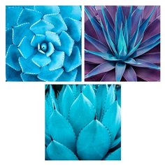 Набор из 3-х картин на холсте "Суккуленты", 30х30 см. Картины, которые украсят интерьер комнаты, подчеркнут современный стиль Вашего жилья. Качественная печать, экологически безопасные материалы. Сделано в России. Производитель: ПринтДекор, PR-CP-135 Ekoramka