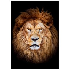 Картина на холсте 40x57 см "Лев". Картина, которая украсит и преобразит интерьер комнаты, добавит уюта и тепла в каждый дом. Качественная печать, экологически безопасные материалы. Сделано в России. Производитель: ПринтДекор, PR-PH-167 Ekoramka