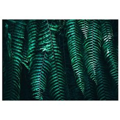 Картина на холсте 57x40 см "Папоротник", ПринтДекор, PR-PH-212 Ekoramka