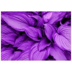 Картина на холсте 57x40 см "Фиолетовые листья". Картина, которая украсит интерьер комнаты, подчеркнет современный стиль Вашего жилья. Качественная печать, экологически безопасные материалы. Сделано в России. Производитель: ПринтДекор, PR-PH-216 Ekoramka