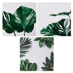 Набор из 3-х картин на холсте "Tropical leaves", 30х30 см. Картины, которые украсят интерьер комнаты, подчеркнут современный стиль Вашего жилья. Качественная печать, экологически безопасные материалы. Сделано в России. Производитель: ПринтДекор, PR-CP Ekoramka