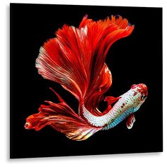Картина на стекле GS 1064 Декоретто Art Стекло Красочная красная рыбка на черном фоне Decoretto