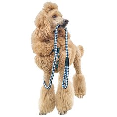 Поводок для собак Japan Premium Pet с защитой из альпинистской лески. Для собак крупных пород