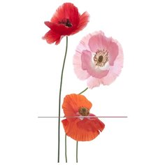 Самоклеящиеся фотообои Doorfix, D046, 95х220см