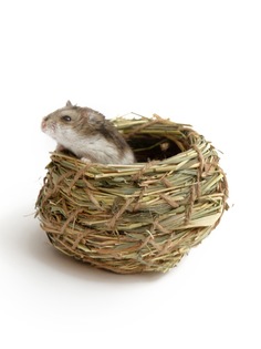 Домик для всех грызунов AMARO HOME Шар, стебли и травы, дерево 12х12х8см