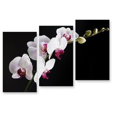 Модульная картина на холсте "Белая орхидея на черном" 150x107 см Modulka.Ru