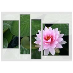 Модульная картина на холсте "Нежный лотос" 150x105 см Modulka.Ru