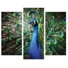 Модульная картина на холсте "Павлин" 150x125 см Modulka.Ru