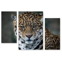 Модульная картина на холсте "Взгляд хищника" 150x104 см Modulka.Ru