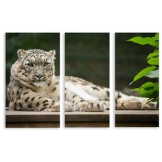 Модульная картина на холсте "Взгляд хищника" 120x79 см Modulka.Ru