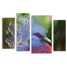 Модульная картина на холсте "Голубь с хохолком" 120x83 см Modulka.Ru